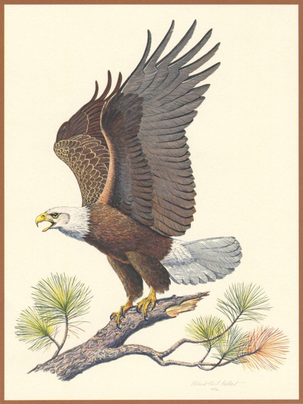 Yves Beaujard, Aigle, « The American bad eagle », gravure d’après un dessin de Albert Earl Gilbert, édition Franklin Mint, 1976 (© Y. Beaujard)