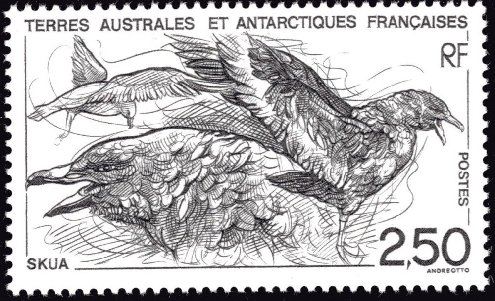 TAAF : Skua, 1993 (dessin et gravure de Claude Andréotto, impression taille-douce) (© TAAF / C. Andréotto)