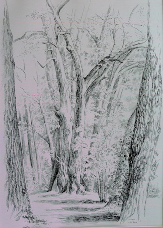 Marie-Noëlle Goffin, Arbres sylvère, dessin (© MN. Goffin)