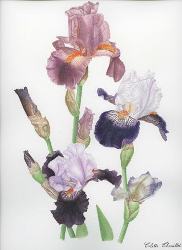 Colette Thurillet, Bouquet d’Iris, gouache et aquarelle, 2010 (© C. Thurillet)