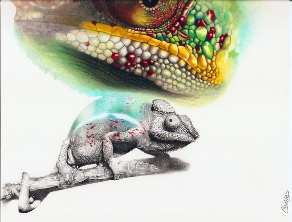 Nadia Charles, Caméléon, crayons de couleur, 2008 (© N. Charles)