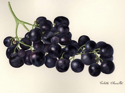 Colette Thurillet, Grappe de raisins, gouache et aquarelle, 2012 (collection privée) (© C. Thurillet)