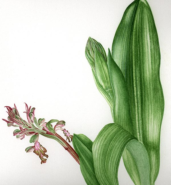 Colette Thurillet, Planche botanique : Orchidée Barlia, gouache et aquarelle, 2014 (© C. Thurillet)