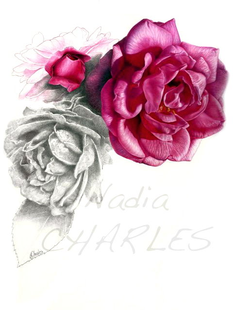 Nadia Charles, Rose ancienne, Rosa borbonnia, crayons graphite et de couleur, 2017 (© N. Charles)