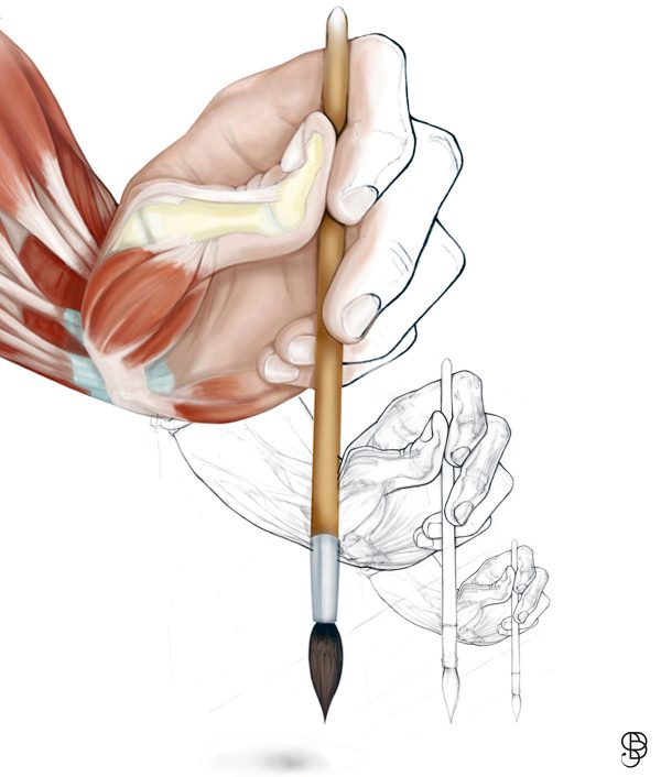 Dessin anatomique, 2009, commande non publiée pour illustrer un article édité par l’INRS « Corps, main et outil à main » (© S. Bougault)