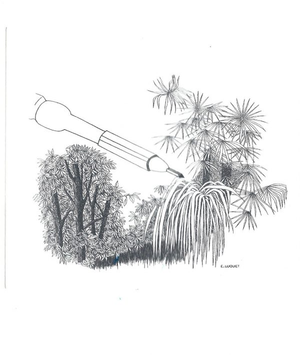 Bambous, burin, gravure n° 3 - 2006 (dessin et gravure : Luquet Eve)