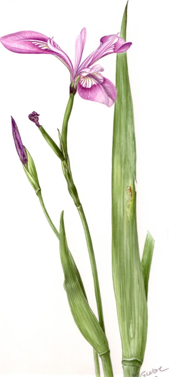 François Guiol, Fleur Iris, aquarelle, 2000 (© F. Guiol)