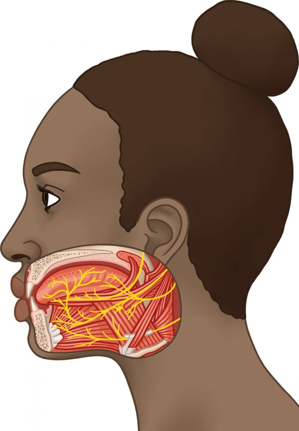 Mathilde Laurent, Muscles de la langue, peinture numérique, illustration réalisée pour le livre "L'Anatomie du faux mouvement", Philippe Andréani, BOD Editions, 2016 (© M. Laurent