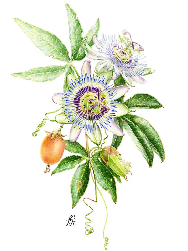 Florence Gendre, Illustration botanique, Passiflore, aquarelle sur papier, 2018 (© F. Gendre)