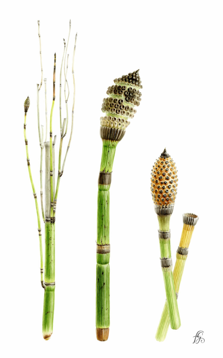Florence Gendre, Equisetum hyemale - prele, dessin botanique (© F. Gendre)