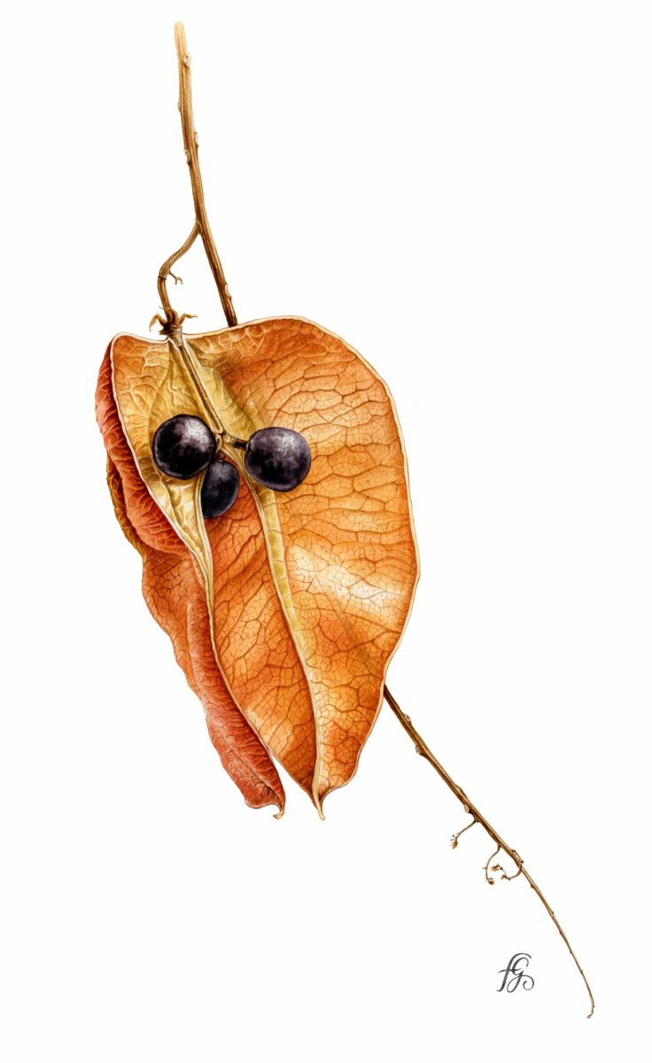 Florence Gendre, Koelreuteria paniculata laxm, dessin botanique (© F. Gendre)