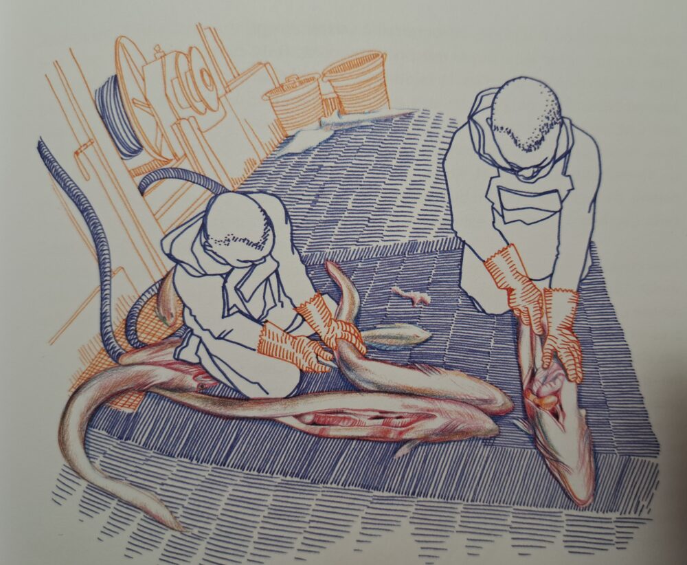 Marie Détrée, la pêche du jour. Les congres éviscérés, sur le chalutier le Marie-Catherine II, illustration du livre "Haute Mer. Les derniers forçats de la pêche", p.55, 2025 (©Arthaud/ M. Détrée).